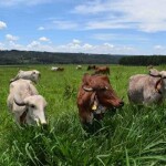 Os técnicos vão identificar as melhores novilhas das raças Gir, Sindi, Guzerá e cruzamentos que, em 305 dias de lactação em pasto rotacionado com suplementação, se destacarem nos atributos produção de leite, reprodução, idade ao parto, qualidade do leite, persistência de lactação e na avaliação morfológica. Foto: Breno Lobato / divulgação