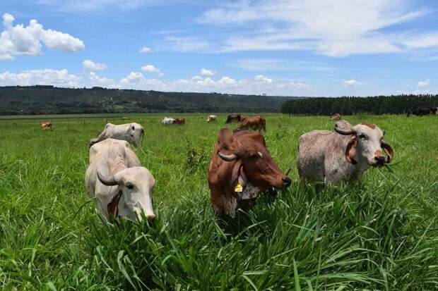Os técnicos vão identificar as melhores novilhas das raças Gir, Sindi, Guzerá e cruzamentos que, em 305 dias de lactação em pasto rotacionado com suplementação, se destacarem nos atributos produção de leite, reprodução, idade ao parto, qualidade do leite, persistência de lactação e na avaliação morfológica. Foto: Breno Lobato / divulgação