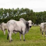 O mês de outubro é um marco aos produtores brasileiros que buscam as melhores práticas para o manejo saudável e consciente na atividade pecuária. Foto: Ruralpress / divulgação