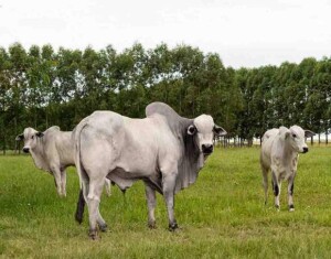 O mês de outubro é um marco aos produtores brasileiros que buscam as melhores práticas para o manejo saudável e consciente na atividade pecuária. Foto: Ruralpress / divulgação