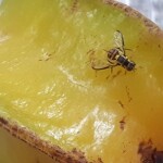 Esse bioinseticida é o primeiro produto formulado com o fungo Metarhizium anisopliae para o controle da mosca-da-carambola. Em testes de campo, o novo produto promoveu até 87% de mortalidade da mosca-da-carambola. Foto: Cristiane Ramos de Jesus