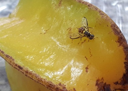 Esse bioinseticida é o primeiro produto formulado com o fungo Metarhizium anisopliae para o controle da mosca-da-carambola. Em testes de campo, o novo produto promoveu até 87% de mortalidade da mosca-da-carambola. Foto: Cristiane Ramos de Jesus