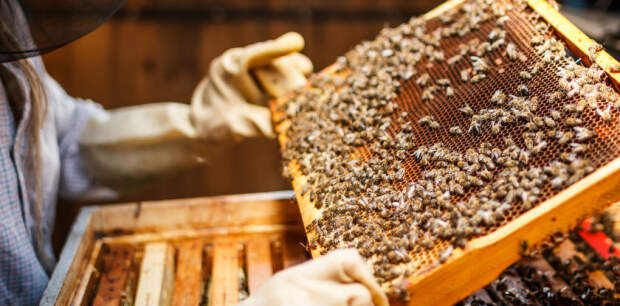 Para manter boa qualidade e maior produtividade, recomenda-se: manter e conservar as áreas de reserva de preservação permanente, reserva legal e áreas de cobertura florestal no entorno do cultivo, Foto: SEBRAE RS