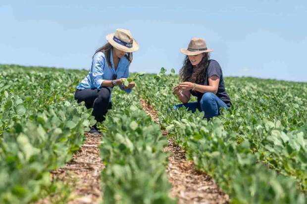 No mês Internacional da Mulher Rural, Brasil comemora o aumento da participação feminina nas fazendas. Elas são responsáveis por 30 milhões de hectares de produção agropecuária. Foto: https://blog.syngentadigital.ag /reprodução