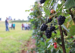 Essa novidade da pesquisa agropecuária será lançada oficialmente na semana de 6 a 10 de novembro de 2023, durante a programação do 28º Congresso Brasileiro de Fruticultura, que ocorre em Pelotas (RS). Foto: Francisco Lima
