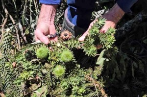 A técnica para reprodução é simples, mas exige acesso a brotos da copa, que podem originar os chamados enxertos “de galho” ou “de tronco”. Foto: Katia Pichelli / divulgação Embrapa Florestas.