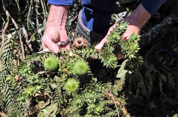 A técnica para reprodução é simples, mas exige acesso a brotos da copa, que podem originar os chamados enxertos “de galho” ou “de tronco”. Foto: Katia Pichelli / divulgação Embrapa Florestas.