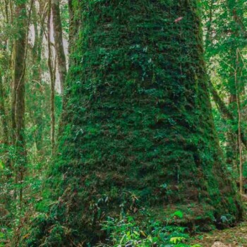Araucária centenária do PR.jpg 0001