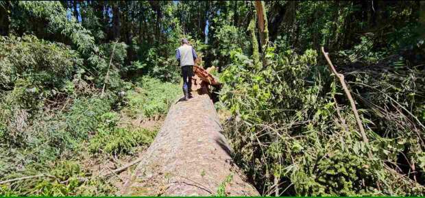 A árvore, com 42 metros de altura, circunferência de mais de 6 metros, tinha idade estimada, segundo informações da Prefeitura Municipal, em mais de 750 anos. Foto: Katia Pichelli / divulgação Embrapa Florestas.