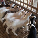Resultados indicam que os extratos vegetais estudados, como o Nim (foto acima), têm potencial para uso como compostos de antivirais, para aplicação em caprinos. Foto: Saulo Coelho