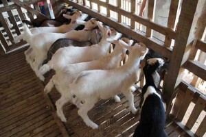 Resultados indicam que os extratos vegetais estudados, como o Nim (foto acima), têm potencial para uso como compostos de antivirais, para aplicação em caprinos. Foto: Saulo Coelho