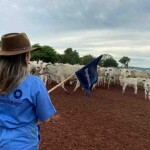 Como minimizar os impactos do estresse térmico em bovinos causado pelo calor intenso
