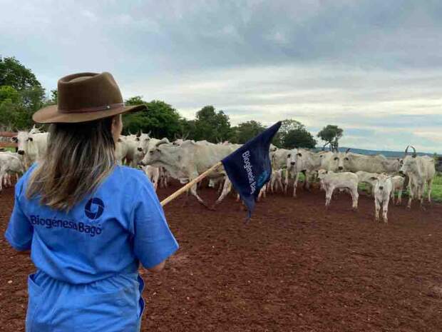 Como minimizar os impactos do estresse térmico em bovinos causado pelo calor intenso
