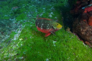 (Foto: Budião-bandeira avistado por Mayla Dombrowsky) / divulgação