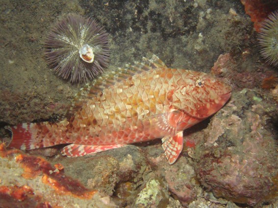 (Foto: Budião-cinza avistado por Ricardo Dias) / divulgação