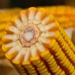 Agricultores contam com apoio da Forseed nas regiões mais secas; os híbridos de milho FS615 e FS533 garantem segurança e estabilidade ao produtor. (Divulgação)