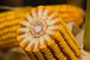 Agricultores contam com apoio da Forseed nas regiões mais secas; os híbridos de milho FS615 e FS533 garantem segurança e estabilidade ao produtor. (Divulgação)