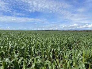 Palestrante do IV Encontro Técnico Milho da Fundação MT, que acontece nos dias 22 e 23 de novembro, em Cuiabá-MT, sinaliza que o cereal será afetado pelo atraso na semeadura da soja, indicando tendência de redução de área plantada. (Foto: Fundação MT /Divulgação)