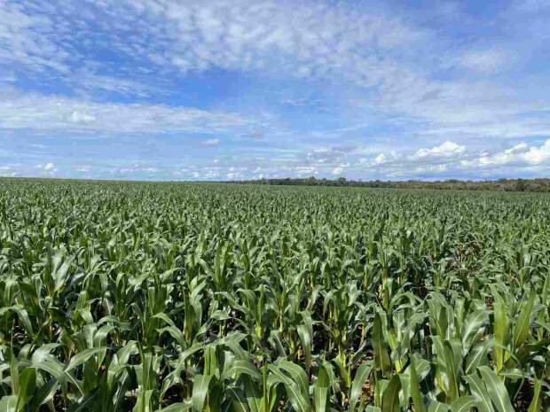 Palestrante do IV Encontro Técnico Milho da Fundação MT, que acontece nos dias 22 e 23 de novembro, em Cuiabá-MT, sinaliza que o cereal será afetado pelo atraso na semeadura da soja, indicando tendência de redução de área plantada. (Foto: Fundação MT /Divulgação)