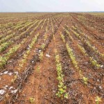 A situação atinge produtores de diferentes regiões de todo o País. Neste momento, é importante tomar decisões assertivas e optar por tecnologias que possam ajudar as plantas a suportar essa adversidade. Foto: Divulgação /Ruralpress.