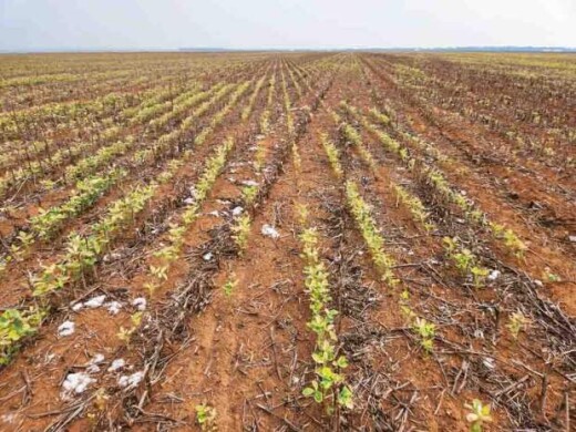 A situação atinge produtores de diferentes regiões de todo o País. Neste momento, é importante tomar decisões assertivas e optar por tecnologias que possam ajudar as plantas a suportar essa adversidade. Foto: Divulgação /Ruralpress.