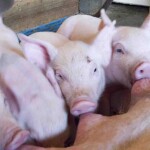 Atualmente, na criação suinícola de forma intensiva, a claudicação está se tornando cada vez mais uma preocupação. Os extremos que evidenciamos na produção animal, na maioria das vezes acabam não sendo o ideal. Foto: divulgação.