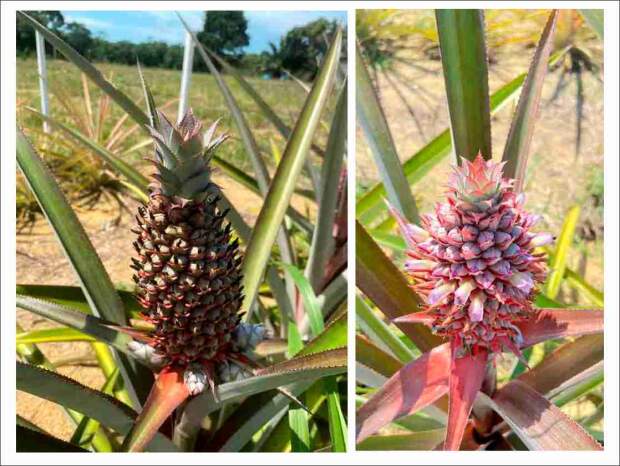 Essa variedade, selecionada por agricultores familiares, predomina em larga escala nos cultivos de Itacoatiara, maior produtor de abacaxi do estado. Fotos: Henrique Pereira