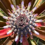 Esforço faz parte de projeto que busca coletar, caracterizar e preservar germoplasma de abacaxis cultivados por agricultores e indígenas da Amazônia. A coleção já reúne 54 acessos de abacaxis comestíveis provenientes de 32 municípios amazonenses. Foto: Henrique Pereira