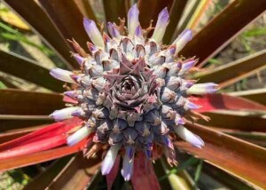 Esforço faz parte de projeto que busca coletar, caracterizar e preservar germoplasma de abacaxis cultivados por agricultores e indígenas da Amazônia. A coleção já reúne 54 acessos de abacaxis comestíveis provenientes de 32 municípios amazonenses. Foto: Henrique Pereira