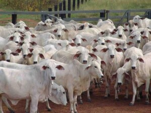 A plataforma surgiu para ajudar compradores que buscam animais para acelerar o melhoramento genético em suas propriedades, por meio de reprodutores de genética superior. Foto: flock / divulgação RuralPress