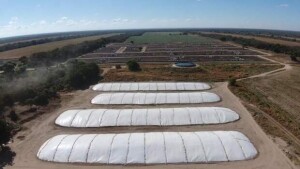 Pecuarista deve optar por lonas de qualidade para a completa vedação do insumo, que ficará acondicionado por alguns meses nos silos e será utilizado na época seca em substituição ao pasto. (Divulgação)