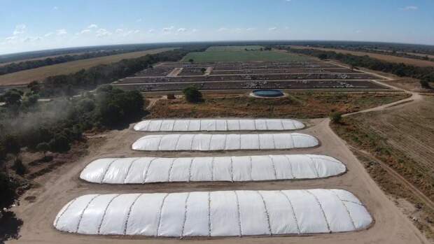 Pecuarista deve optar por lonas de qualidade para a completa vedação do insumo, que ficará acondicionado por alguns meses nos silos e será utilizado na época seca em substituição ao pasto. (Divulgação)