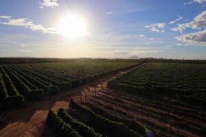 A Codevasf assinou escritura pública de permuta de uma área com 1,8 mil hectares, denominada assentamento Elza Estrela, no município de Brasilândia de Minas (MG), por uma área com 1 mil hectares pertencente ao Incra, situada na Gleba F do projeto de irrigação Jaíba. Foto: arquivo/Codevasf