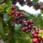 O café arábica foi responsável por 75% dos embarques com 3,24 milhões de sacas. A receita cambial com as exportações dos Cafés do Brasil nos onze primeiros meses de 2023 foi de US$ 7,22 bilhões. Foto: Síglia Souza