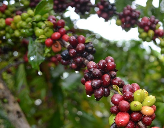 O café arábica foi responsável por 75% dos embarques com 3,24 milhões de sacas. A receita cambial com as exportações dos Cafés do Brasil nos onze primeiros meses de 2023 foi de US$ 7,22 bilhões. Foto: Síglia Souza