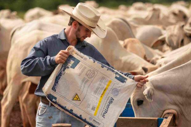 Estratégia é utilizada para garantir o aproveitamento do potencial de ganho fornecido pelas pastagens, assegurando o sucesso nos ganhos do rebanho. Foto: Divulgação / Minerthal