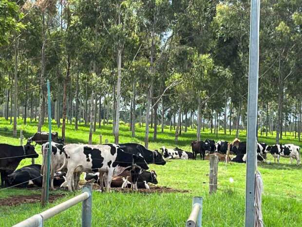 Um dos desafios do setor agropecuário brasileiro é garantir a origem da carne e assegurar que o gado não foi criado em áreas com passivos ambientais e sociais. (Divulgação)