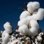 O agricultor que optar por ampliar a área de cultivo de algodão tem agora mais um novo aliado - o Smartgran - um condicionador biológico de solo. (Divulgação)