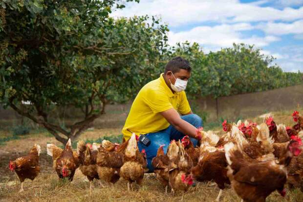 Imagens de galinhas caipiras na fazenda da Tijuca Alimentos. Imagem de Divulgação