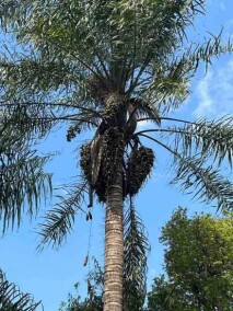  A palma de óleo, também conhecida como dendê, fornece em torno de 45% do óleo consumido no mundo, enquanto a soja supre em torno de 25% da demanda mundial. Foto: Vivian Chies