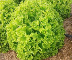 Alface-crespa-luminosa - Créditos arquivos Agrista.jpg 2
