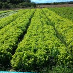 De acordo com o livro “Brasil em 50 Alimentos”, produzido pela Embrapa, o País produz, por ano, aproximadamente 660 mil toneladas de alface. Cultivares do tipo crespa se destacam no plantio em campo aberto e hidropônico. Créditos: arquivos Agristar.