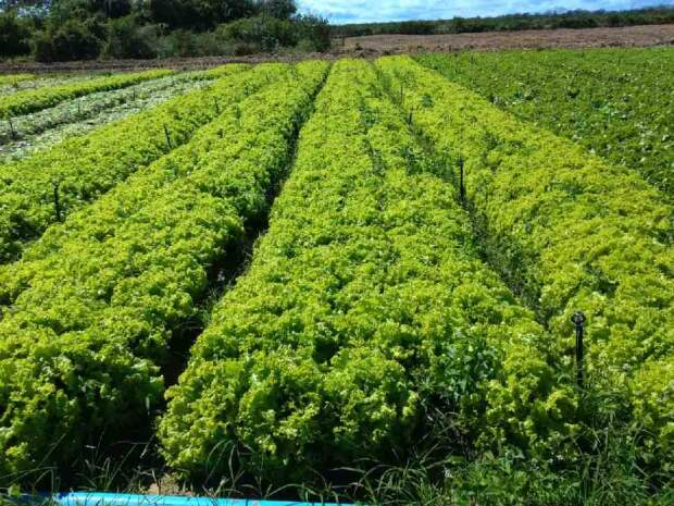 De acordo com o livro “Brasil em 50 Alimentos”, produzido pela Embrapa, o País produz, por ano, aproximadamente 660 mil toneladas de alface. Cultivares do tipo crespa se destacam no plantio em campo aberto e hidropônico. Créditos: arquivos Agristar.