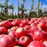 Consolidada no mercado e uma das maiores produtoras da fruta no Brasil,  a empresa prevê uma colheita com números expressivos e acima da colheita total obtida no último ano. (divulgação RASIP)