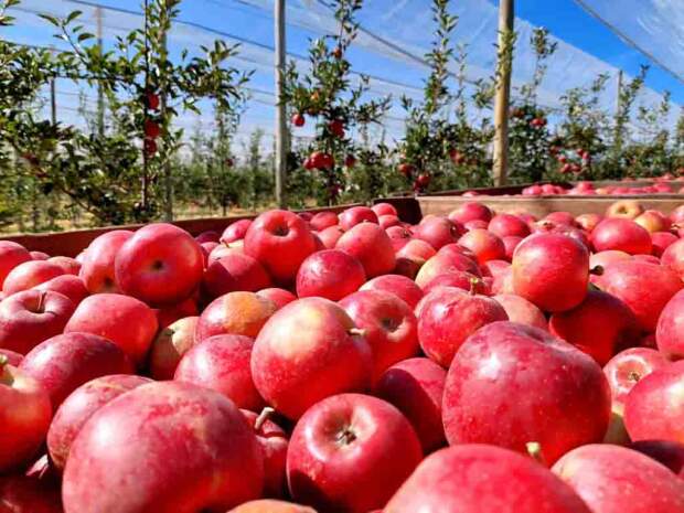 Consolidada no mercado e uma das maiores produtoras da fruta no Brasil, a empresa prevê uma colheita com números expressivos e acima da colheita total obtida no último ano. (divulgação RASIP)