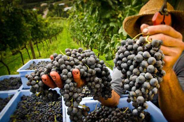 O município tem aproximadamente 5 mil hectares de terras cultivadas com a fruta, envolvendo perto de 1.300 propriedades rurais. Crédito: Tatiana Cavagnolli.