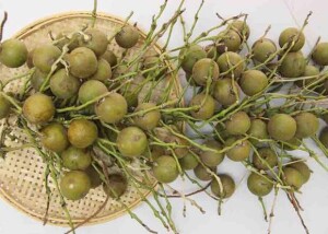 Encontrada em quase todo o território brasileiro, a palmeira gera frutos capazes de produzir 5 toneladas de óleo por hectare; e agora, com o Zoneamento de Risco Climático, a macaúba traz segurança para os investimentos. Foto: Cláudio Bezerra Melo