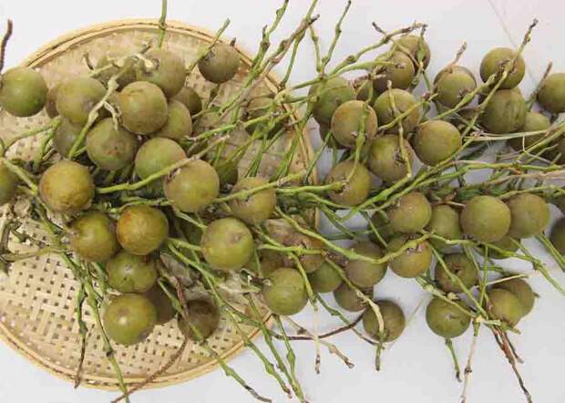 Encontrada em quase todo o território brasileiro, a palmeira gera frutos capazes de produzir 5 toneladas de óleo por hectare; e agora, com o Zoneamento de Risco Climático, a macaúba traz segurança para os investimentos. Foto: Cláudio Bezerra Melo