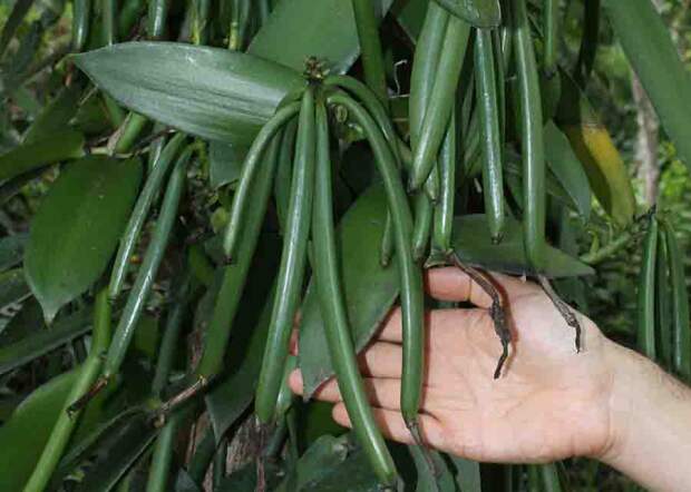 240305_ExpedicaoBaunilha_FernandoRocha_3