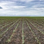 A área atualmente plantada é de 344,4 mil hectares, 9,3% a mais de área em relação à safra passada, que cultivou 312.560,3 hectares. (Abapa)